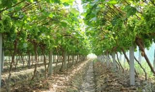 附种植方法 怎样种植阳光玫瑰葡萄