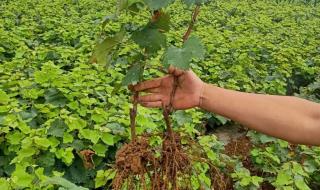 附种植方法 怎样种植阳光玫瑰葡萄