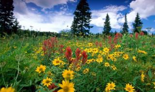 推荐小黄花必看的动漫 推荐小黄花必看的动漫