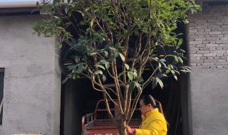 大树又粗又壮好像是什么