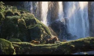 狮子王只有一个镜头是实拍 狮子王只有一个镜头是实拍